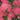 Paprika Yarrow