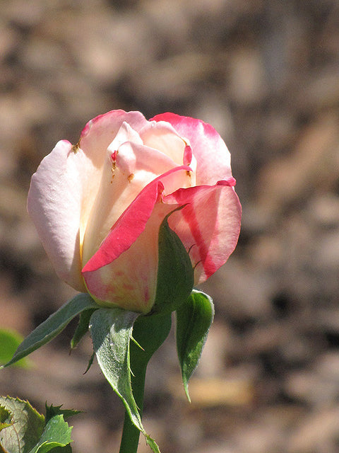 Double Delight Rose