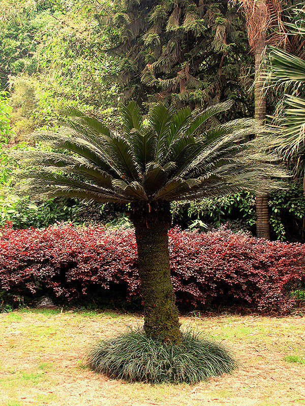 Sago Palm