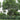 Camphor Tree