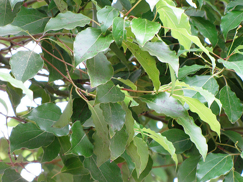 Camphor Tree