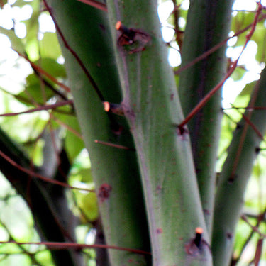 Camphor Tree