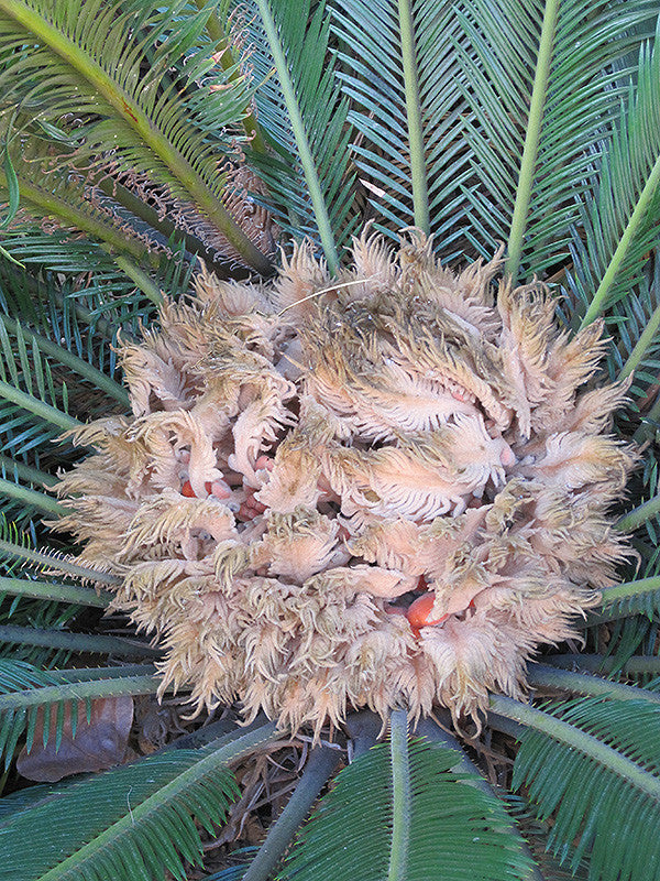 Sago Palm - Thumbnail 2