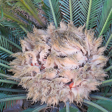 Sago Palm