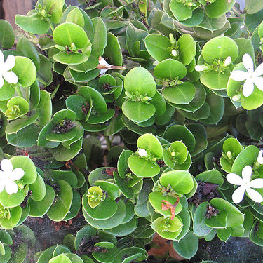 Boxwood Beauty Natal Plum