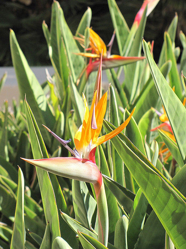 Orange Bird Of Paradise