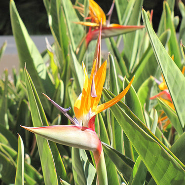Orange Bird Of Paradise