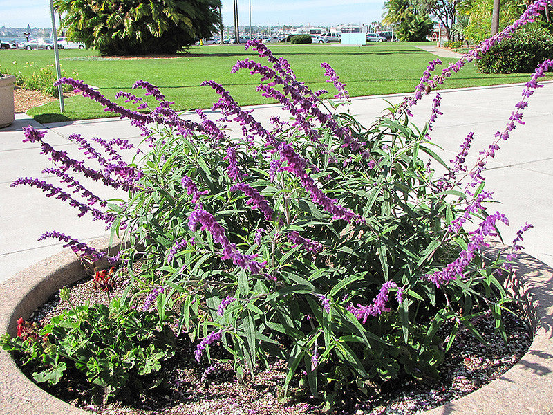 Salvia leucantha Midnight