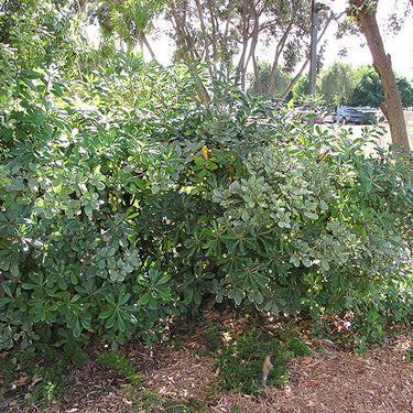 Wheeler's Dwarf Mock Orange
