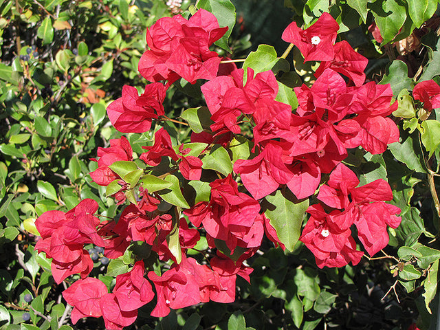 Bougainvillea San Diego Red