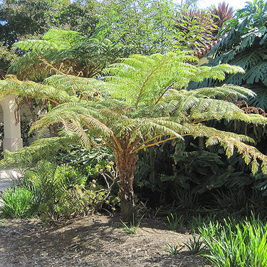 Australian Tree Fern