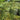 Australian Tree Fern
