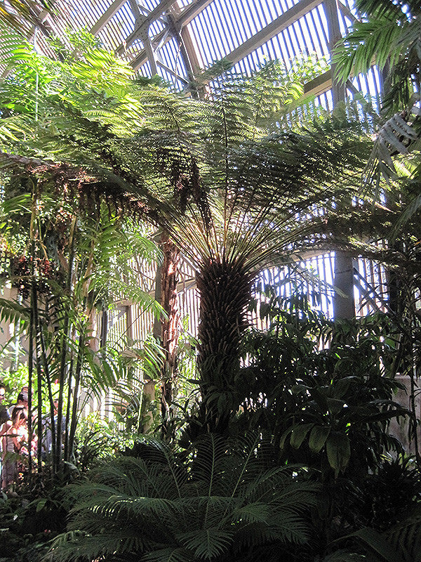 Dicksonia antarctica – Armstrong Garden Centers