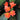 Belgian Hybrid Orange Clivia