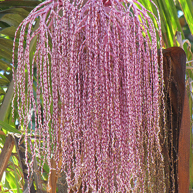 Bangalow King Palm