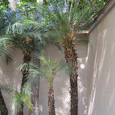 Palm Pygmy date
