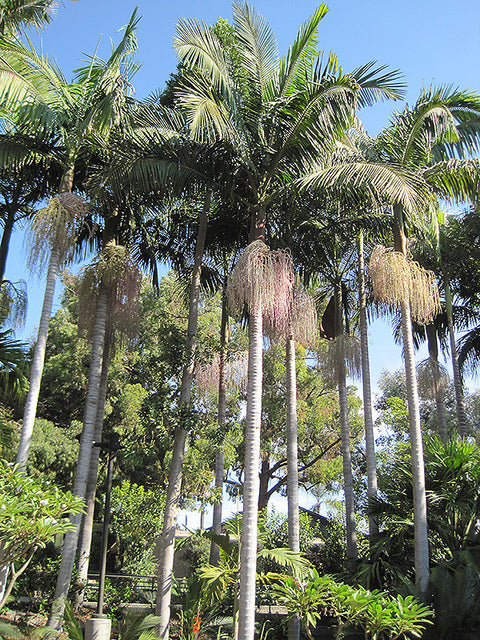 Bangalow King Palm