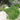 Green Carpet Natal Plum