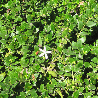 Green Carpet Natal Plum