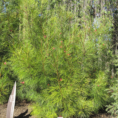 Long John Grevillea