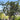 Arbutus Marina Strawberry Tree
