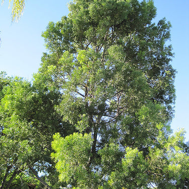 Fern Podocarpus