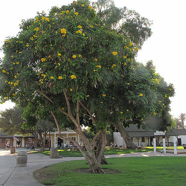 Yellow Trumpetbush