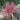 Electric Pink Cordyline