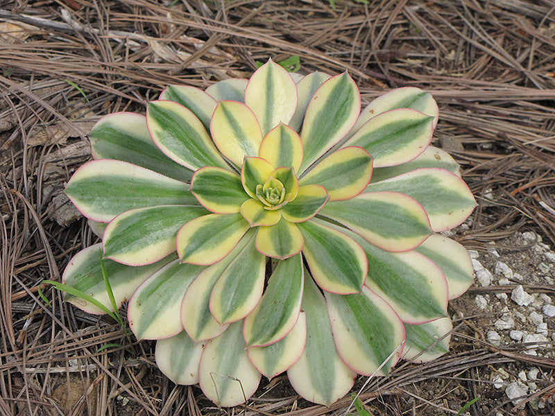 Sunburst Aeonium