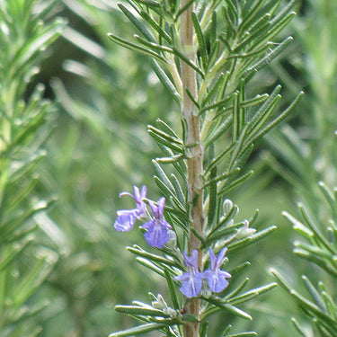 Tuscan Blue Rosemary