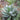 Blue Flame Agave