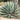 Blue Glow Agave