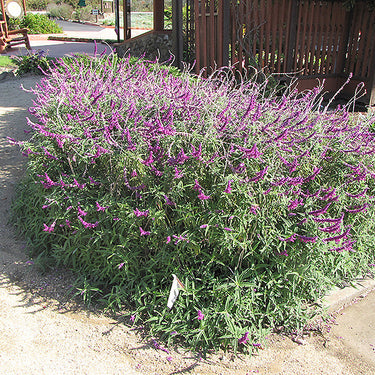 Santa Barbara Mexican Sage