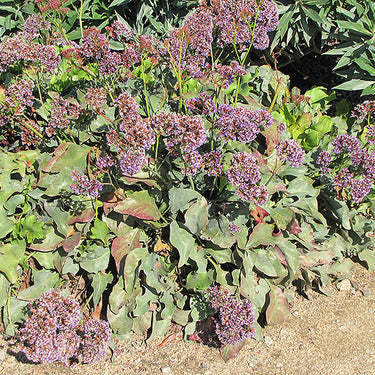 Perez's Sea Lavender