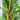 Bright Lights Swiss Chard