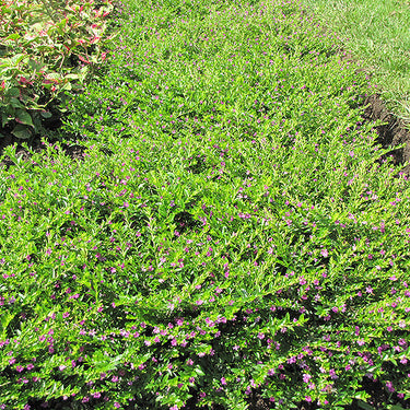 False Heather