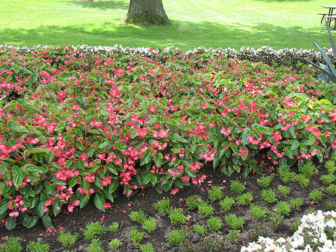 Dragon Wing Pink Begonia