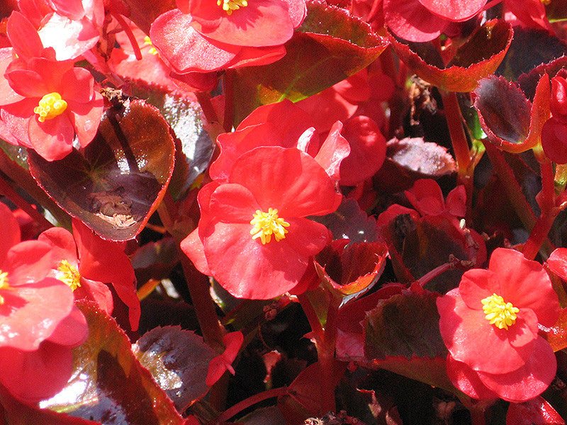 Begonia - Colorpack – Armstrong Garden Centers