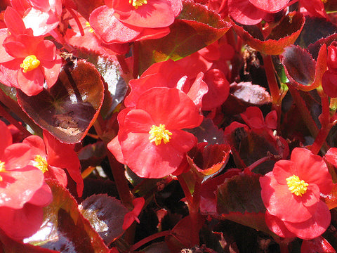 Begonia - Colorpack