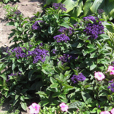 Fragrant Delight Heliotrope