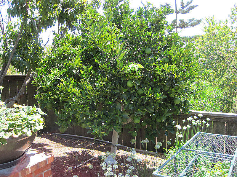 Navel Orange Tree | 5-Gallon