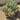 Variegated Boxleaf Japanese Euonymus