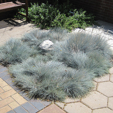Blue Fescue