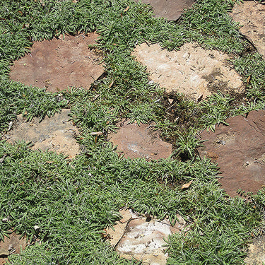 Silver Carpet Dymondia