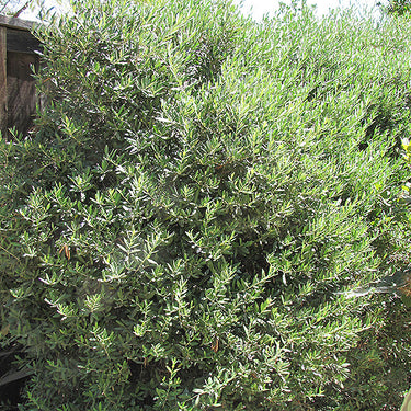 Little Ollie® Dwarf Olive