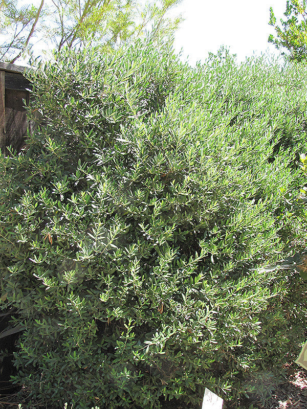 Little Ollie® Dwarf Olive