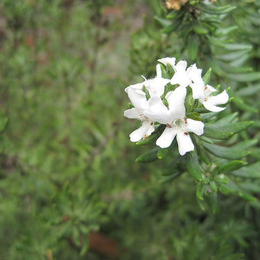 Smokey Coast Rosemary