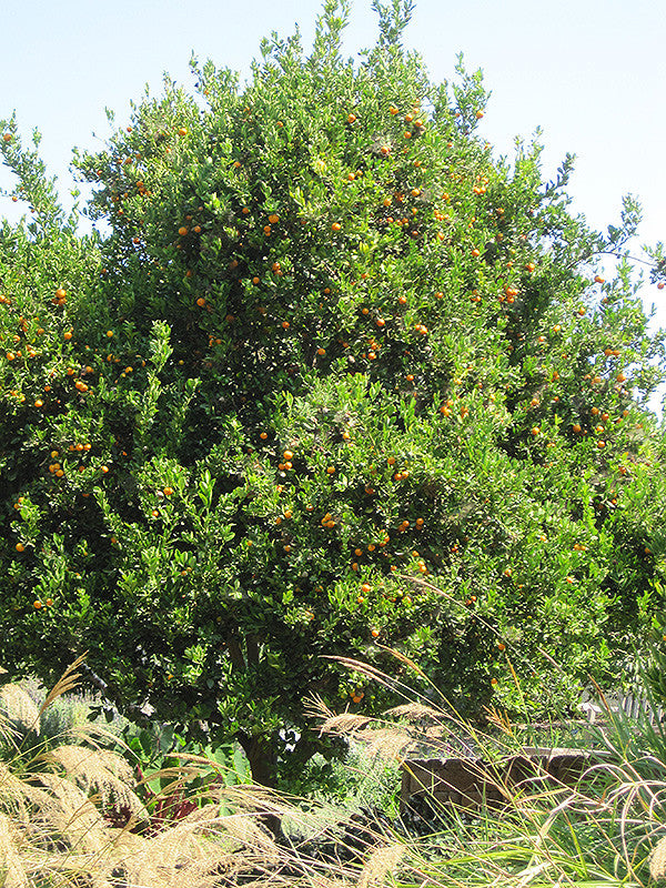 Valencia Orange Tree - Thumbnail 2