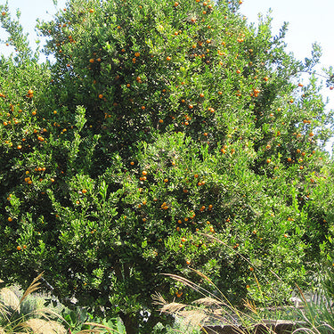 Valencia Orange Semi Dwarf