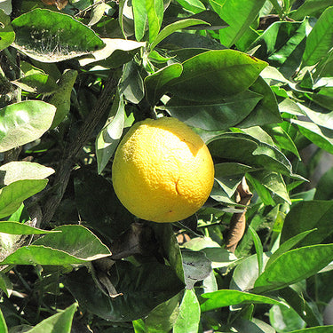 Washington Navel Tree Form